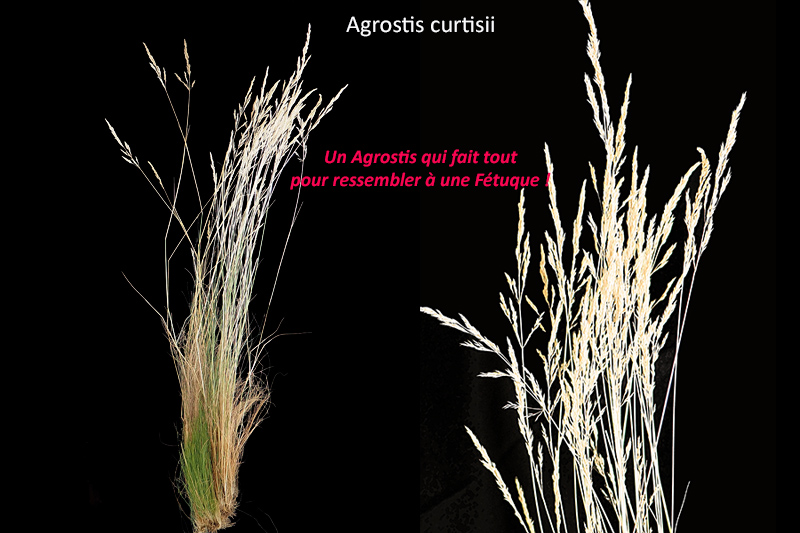 Agrostis curtisii Kerguélen - Agrostis à soies #80285