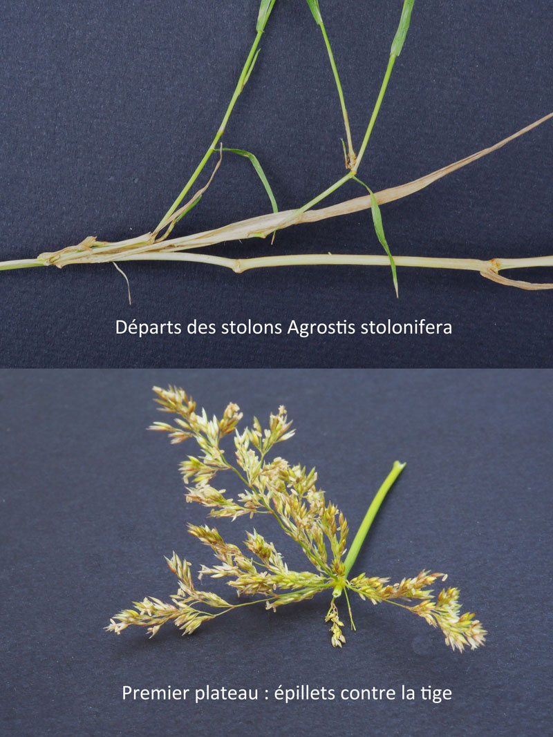 Agrostis stolonifera #60007