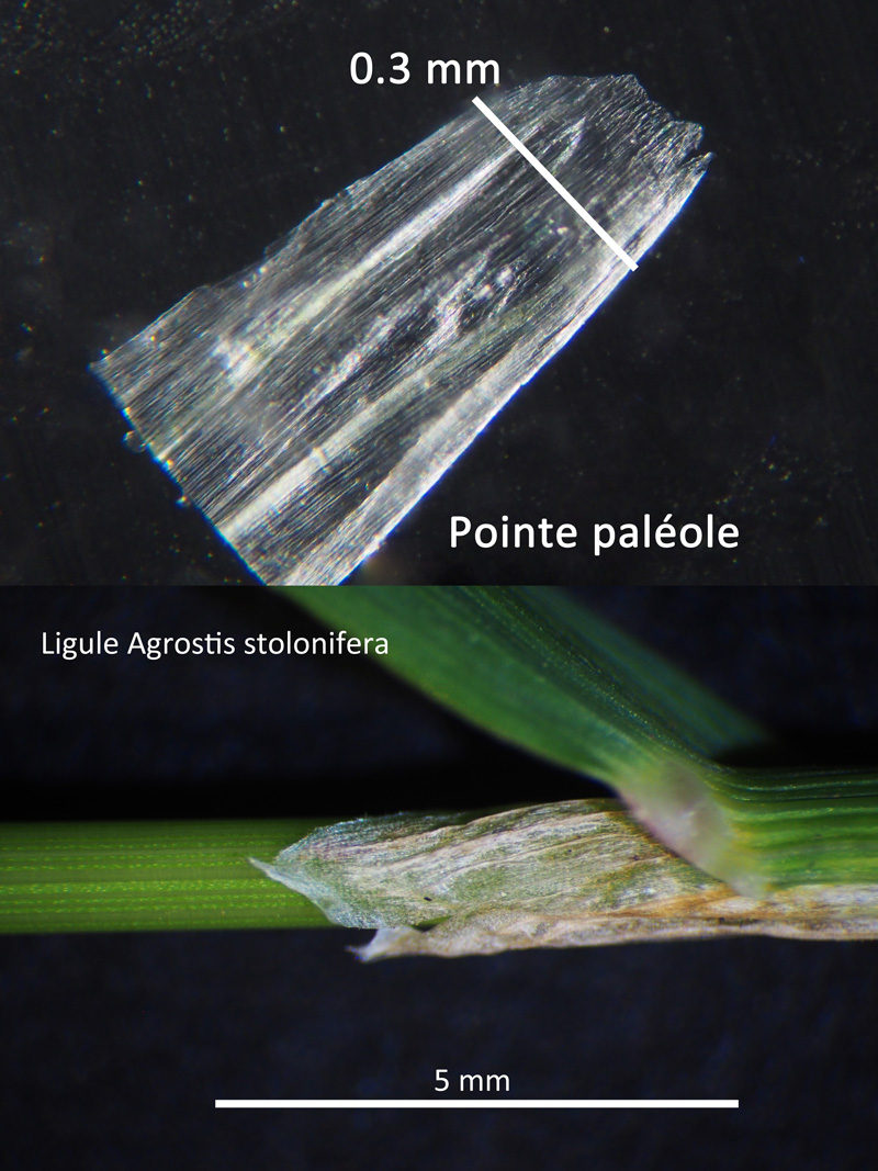 Agrostis stolonifera #60006