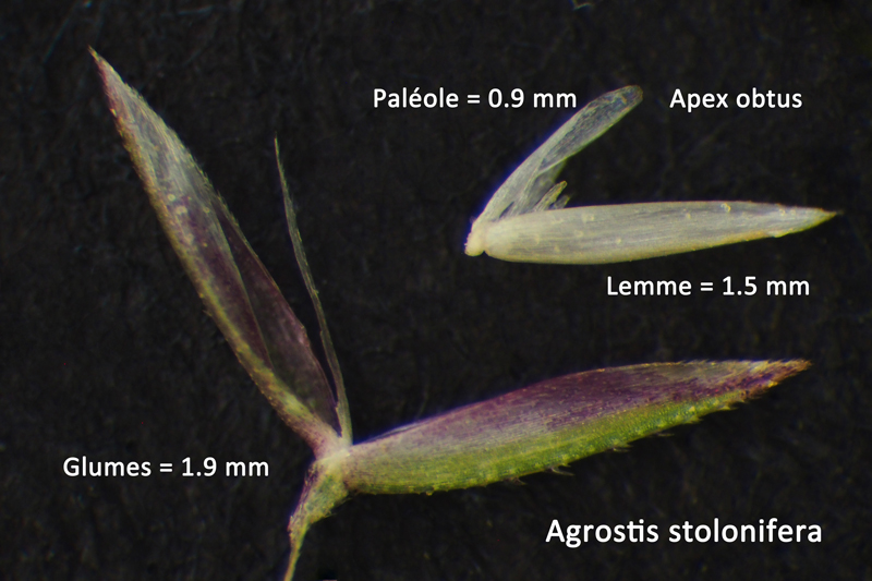 Agrostis stolonifera #60005