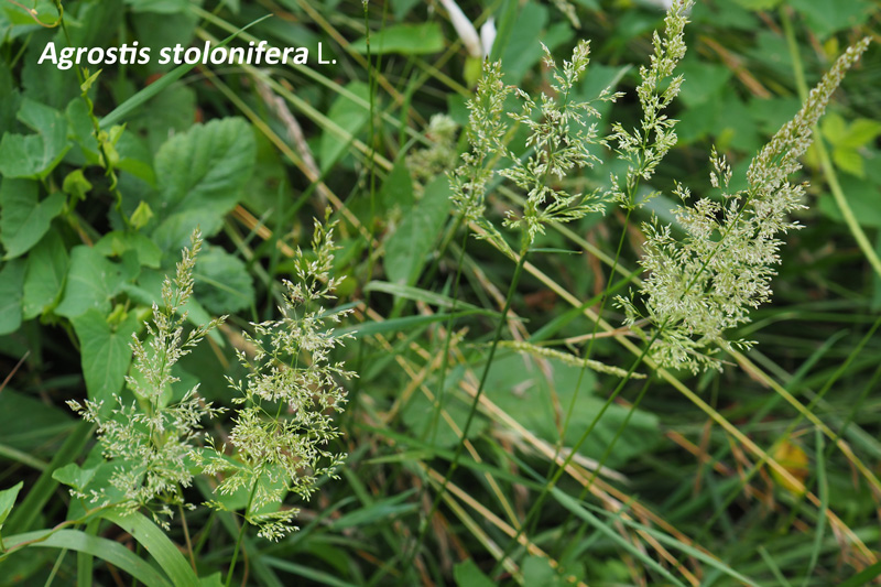 Agrostis stolonifera #60009