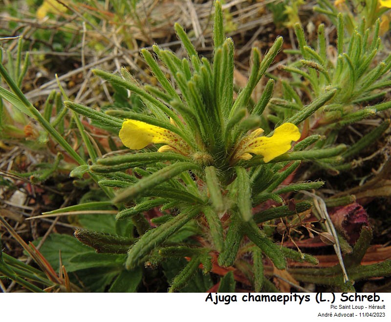 Ajuga chamaepitys (L.) Schreb. #77875