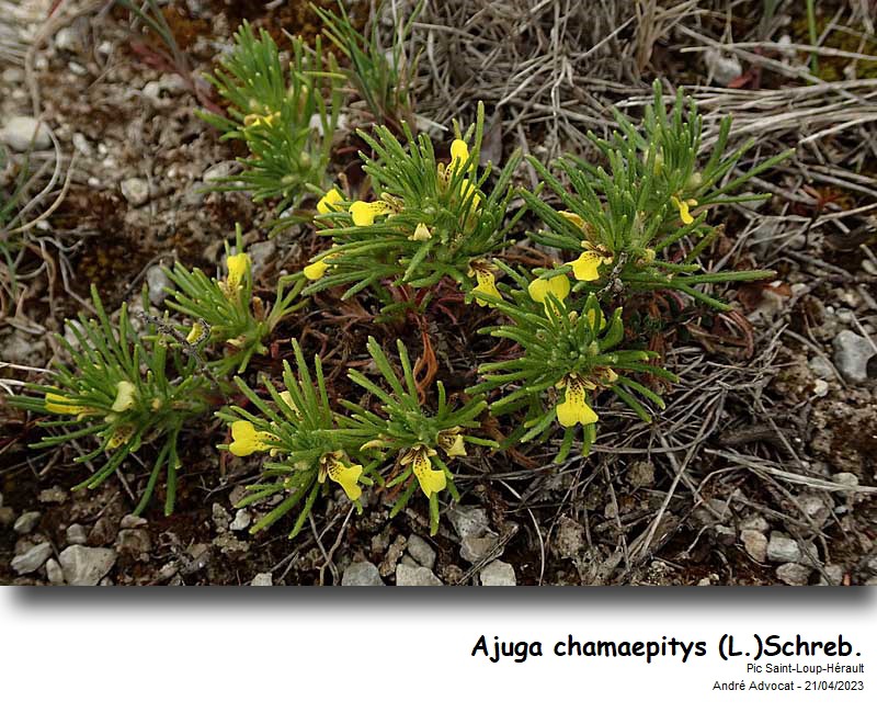 Ajuga chamaepitys (L.) Schreb. #77874
