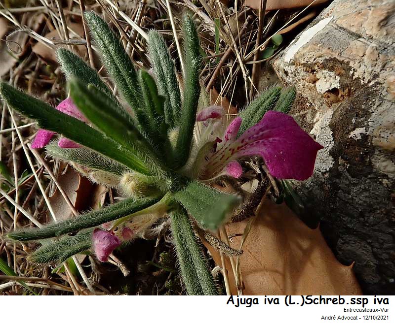 Ajuga iva (L.) Schreb.ssp iva #77949