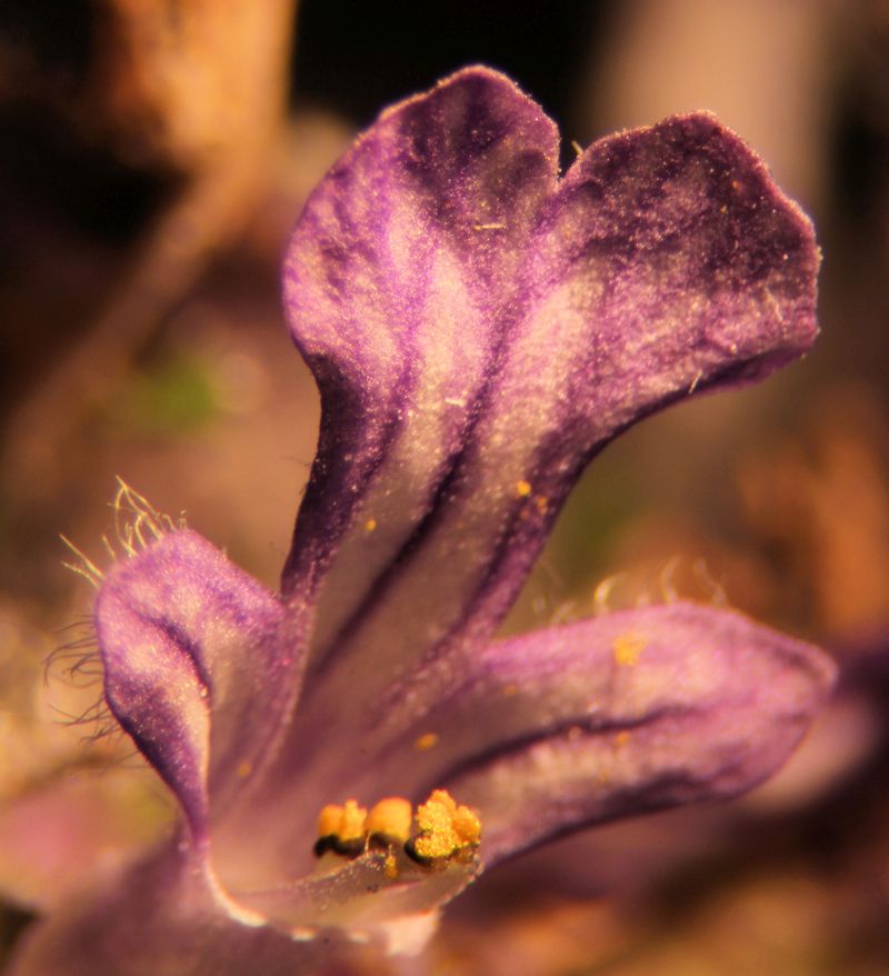 Ajuga reptans-Bugle rampante #63590