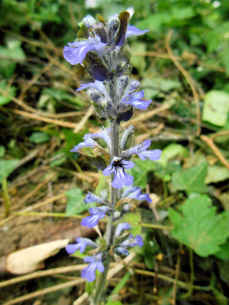 Ajuga reptans-Bugle rampante #63588