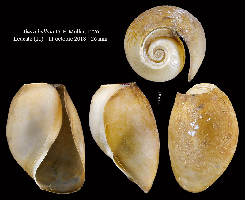 Akera bullata #63636
