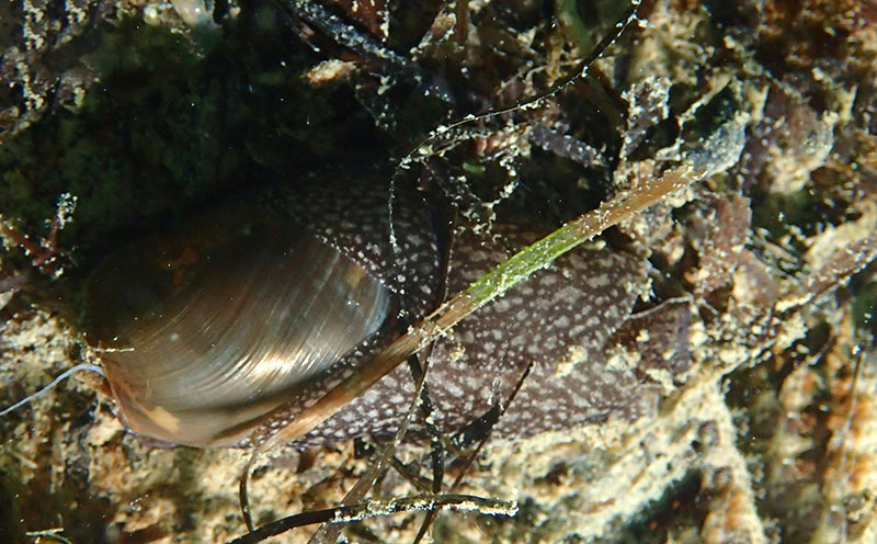 Akera bullata #63638