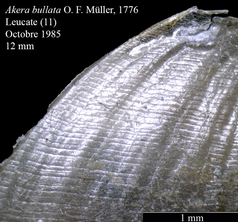 Akera bullata #63637