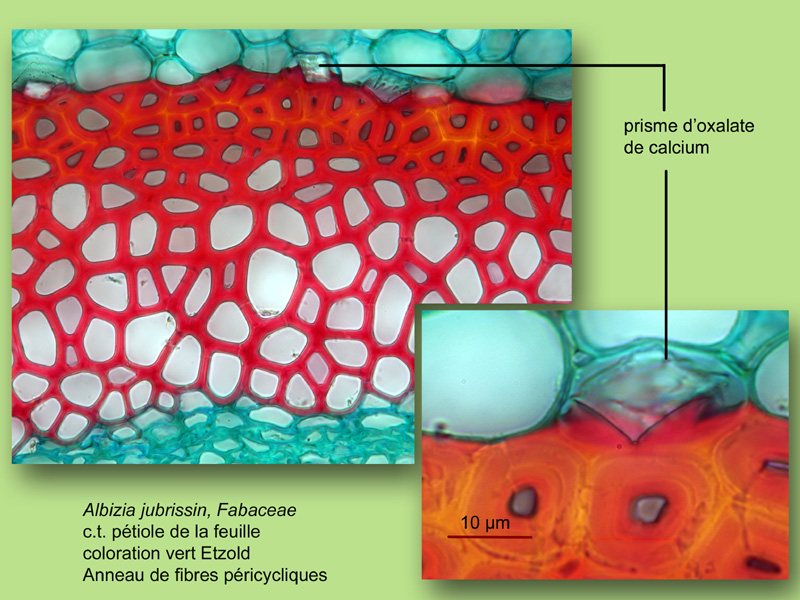 Albizia jubrissin, histologie, histology. #25151