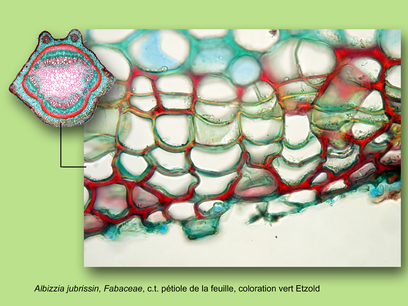 Albizia jubrissin, histologie, histology. #25150