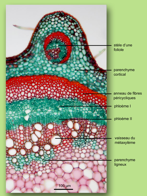 Albizia jubrissin, histologie, histology. #25149