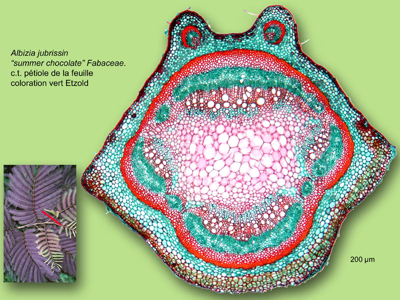 Albizia jubrissin, histologie, histology. #25148