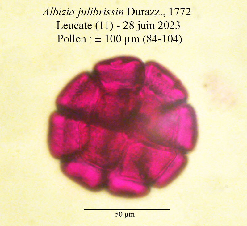 Albizia julibrissin #75018