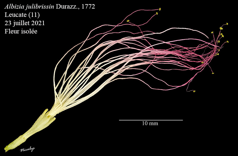 Albizia julibrissin #75014