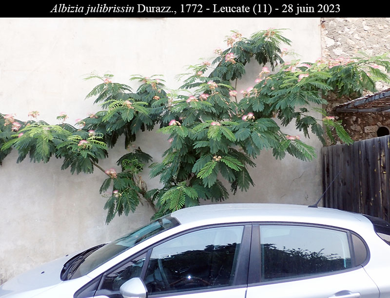 Albizia julibrissin #75010