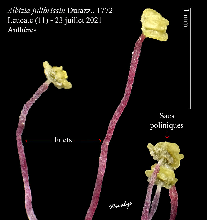 Albizia julibrissin #75016