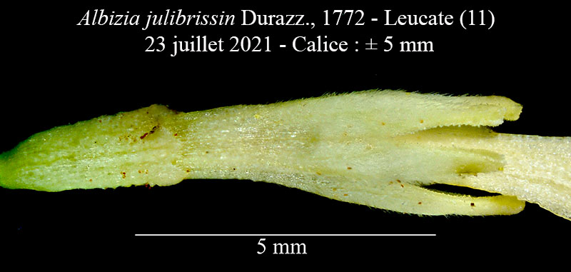 Albizia julibrissin #75015