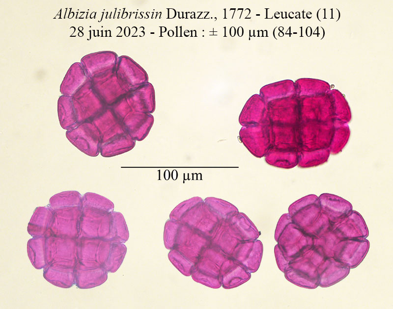 Albizia julibrissin #75019
