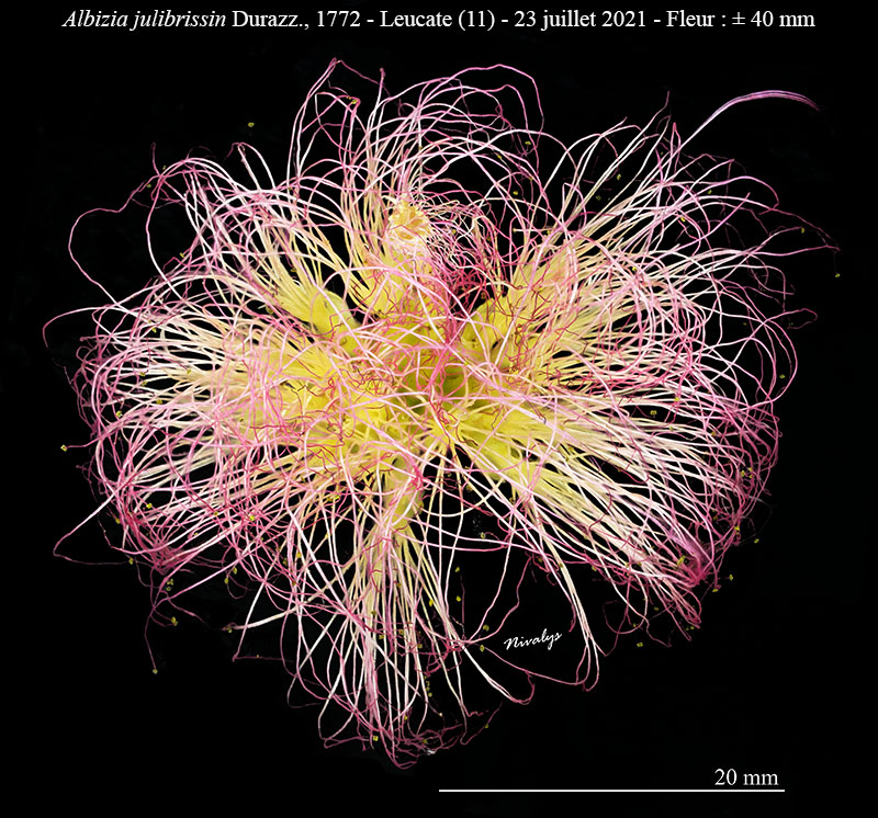 Albizia julibrissin #75013