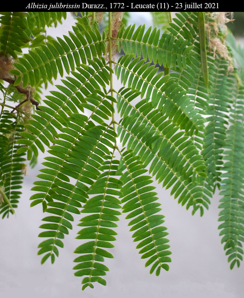 Albizia julibrissin #75011