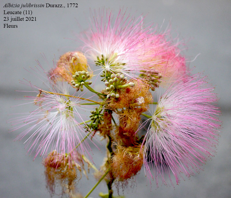 Albizia julibrissin #75012