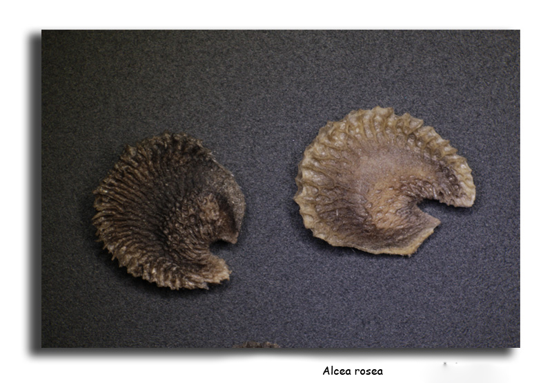 Alcea rosea  (graine de rose trémière) #16815