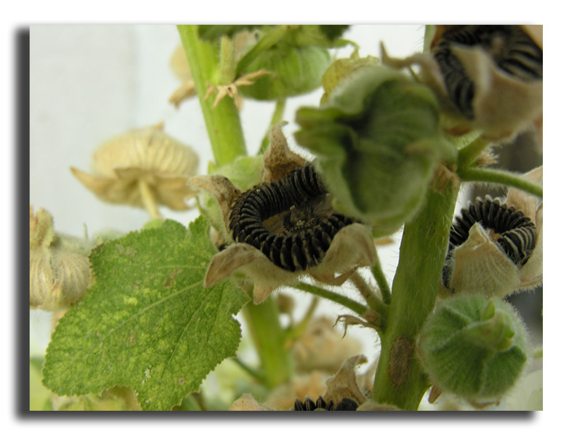 Alcea rosea  (graine de rose trémière) #16123
