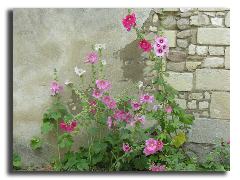 Alcea rosea  (graine de rose trémière) #16122