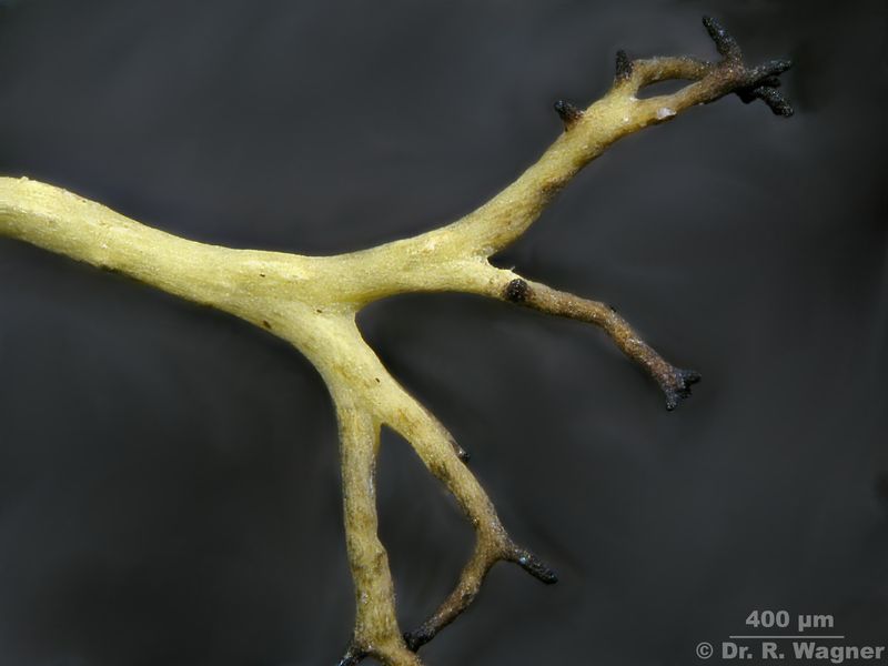 Alectoria ochroleuca #20448