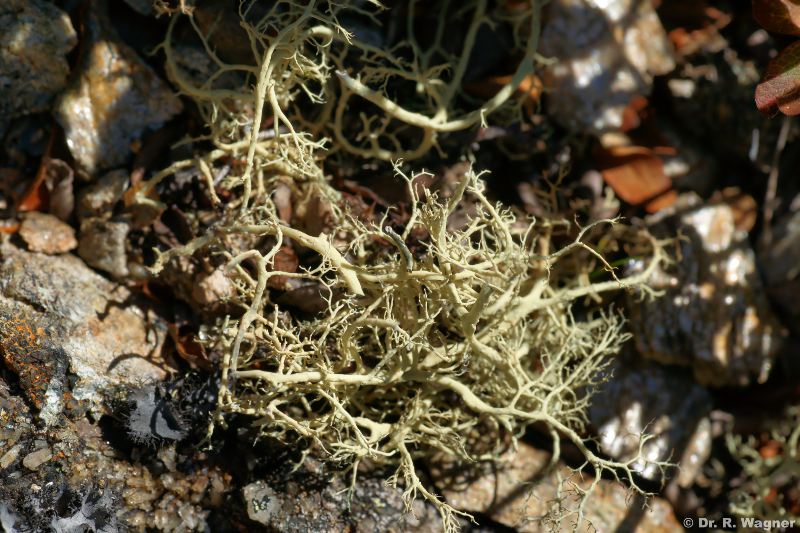 Alectoria ochroleuca #20446