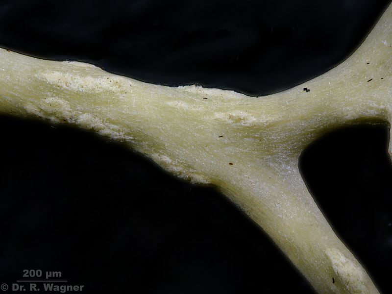 Alectoria ochroleuca #20447