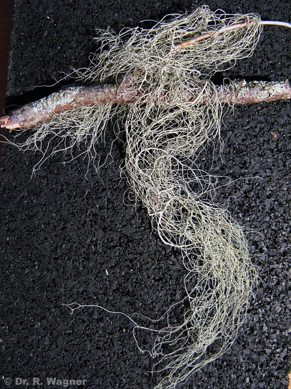 Alectoria sarmentosa #15522