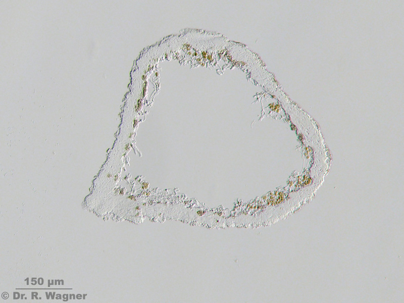 Alectoria sarmentosa #15525