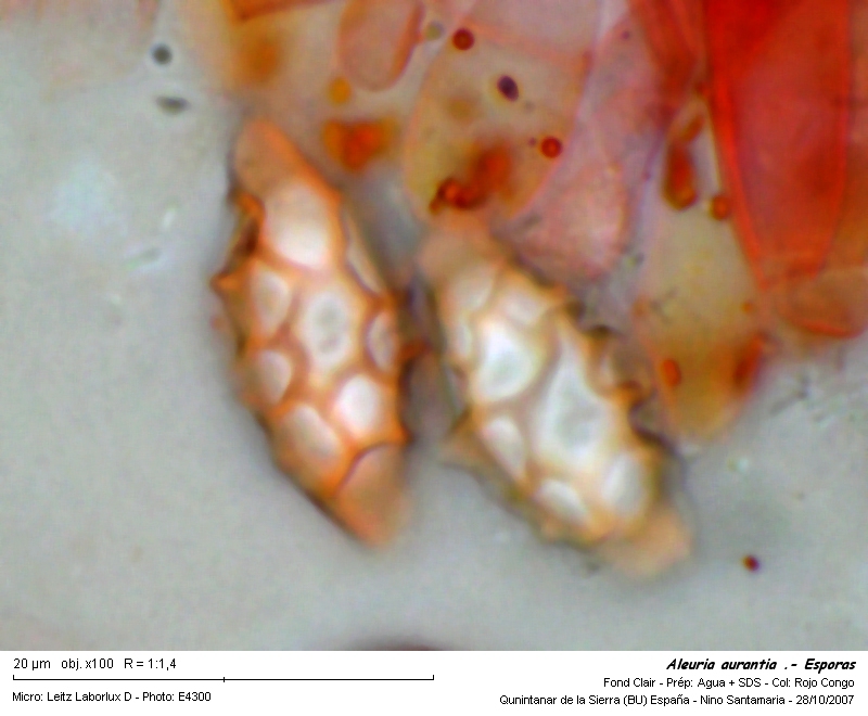 Aleuria aurantia (Fr.) Fückel #794