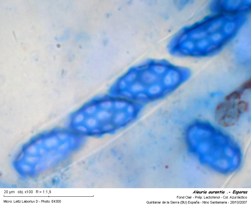 Aleuria aurantia (Fr.) Fückel #795