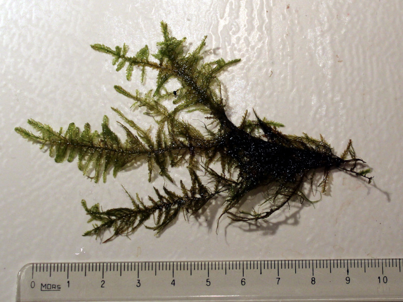 Alleniella complanata (Hedw.) S.Olsson, Enroth & D.Quandt #81179
