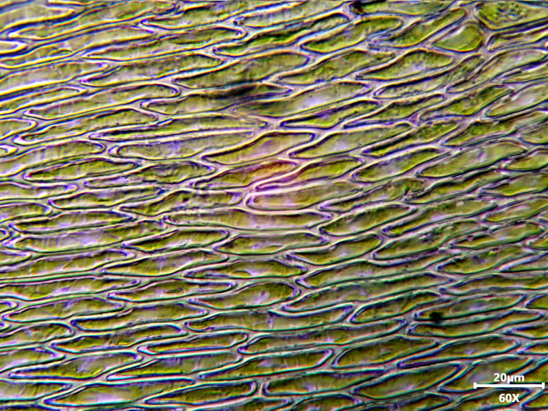 Alleniella complanata (Hedw.) S.Olsson, Enroth & D.Quandt #81189