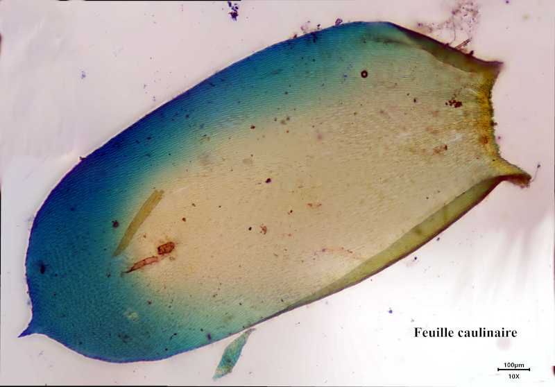 Alleniella complanata (Hedw.) S.Olsson, Enroth & D.Quandt #81188