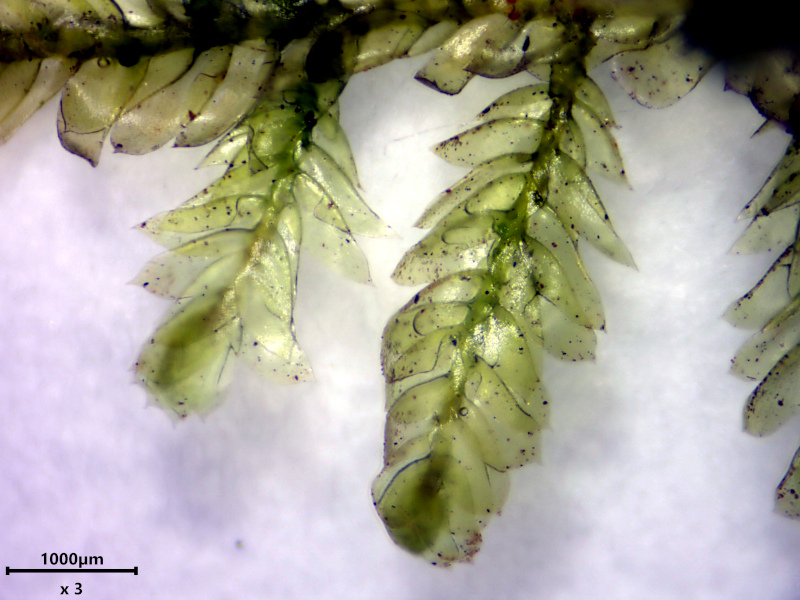 Alleniella complanata (Hedw.) S.Olsson, Enroth & D.Quandt #81187
