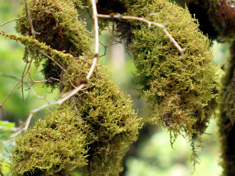 Alleniella complanata (Hedw.) S.Olsson, Enroth & D.Quandt #81178