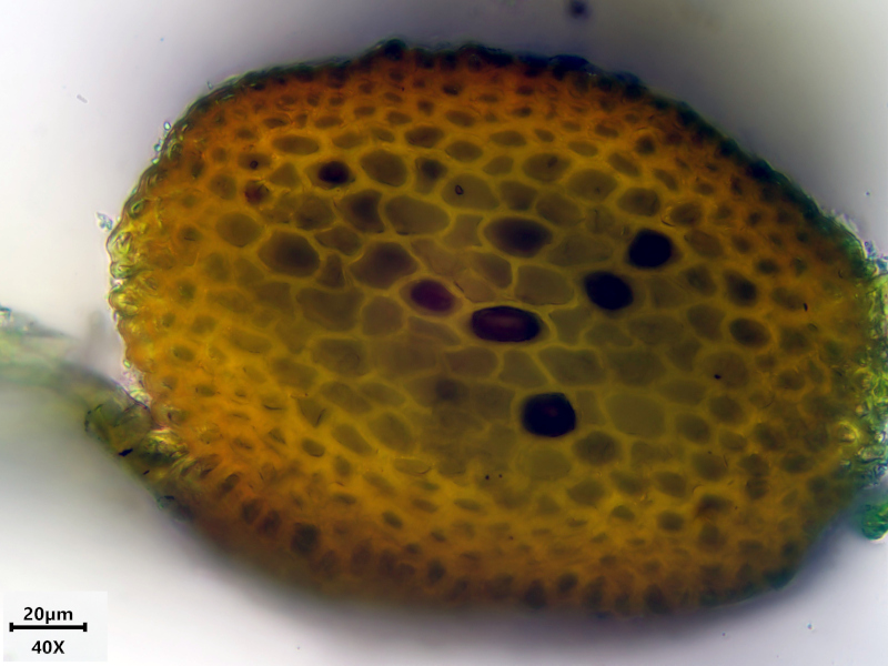 Alleniella complanata (Hedw.) S.Olsson, Enroth & D.Quandt #81181