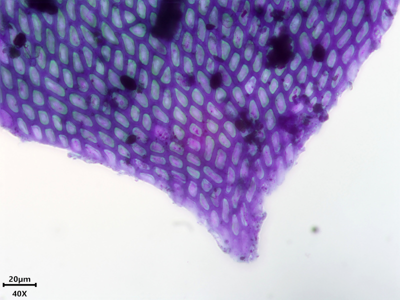 Alleniella complanata (Hedw.) S.Olsson, Enroth & D.Quandt #81184