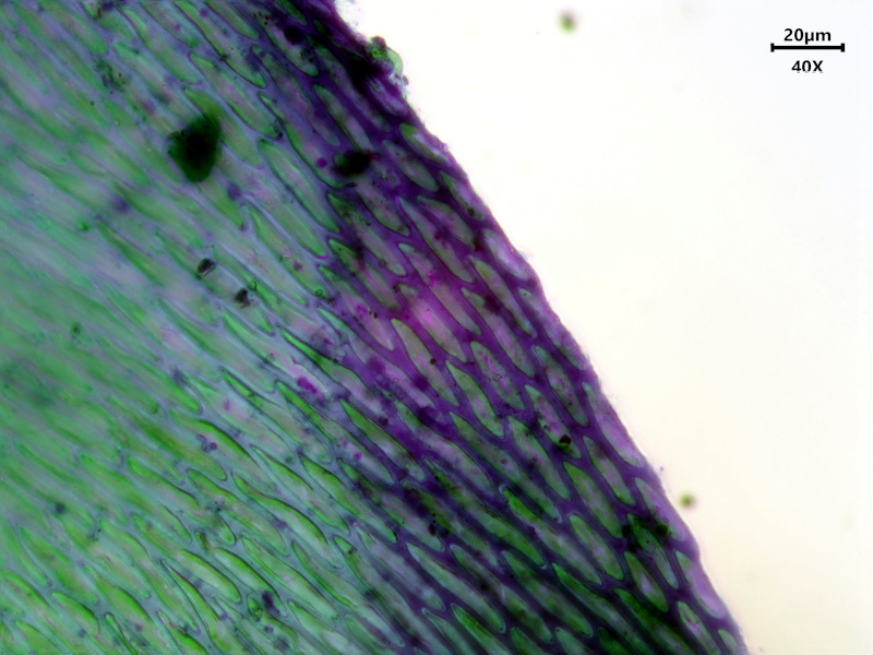 Alleniella complanata (Hedw.) S.Olsson, Enroth & D.Quandt #81185