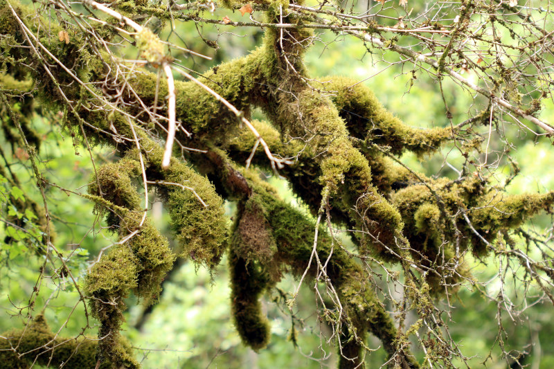 Alleniella complanata (Hedw.) S.Olsson, Enroth & D.Quandt #81177