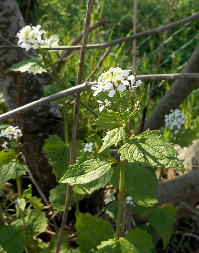 Alliara Petiolata #63018