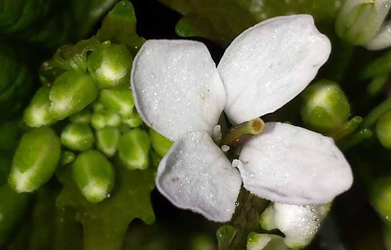 Alliaria petiolata #49453