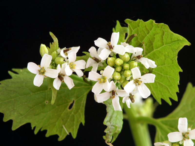 Alliaria petiolata (M. Bieb.) Cavara & Grande, 1913-Alliaire #70136