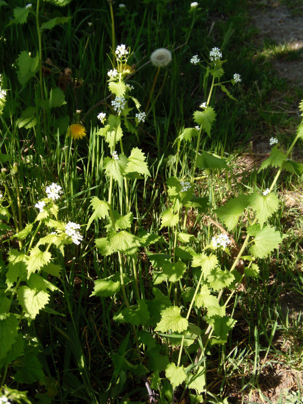 Alliaria petiolata (M. Bieb.) Cavara & Grande, 1913-Alliaire #70135