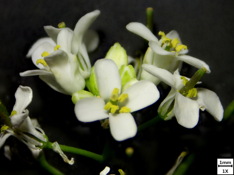 Alliaria petiolata (M. Bieb.) Cavara & Grande, 1913-Alliaire #70143